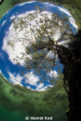 The Passage in Raja Ampat. A tree growing in shallow wate... by Hamid Rad 